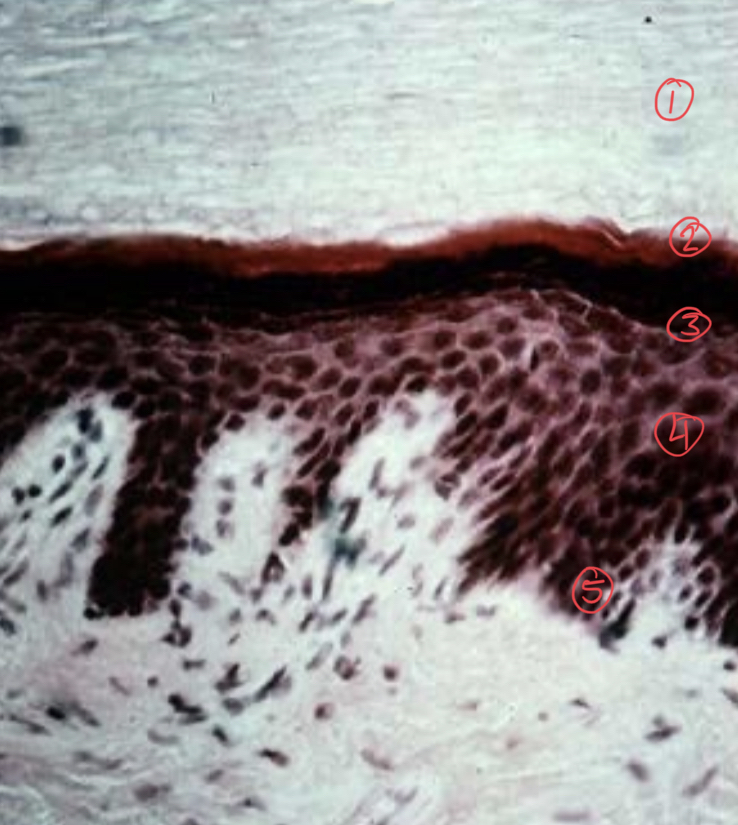 What layer is #1?