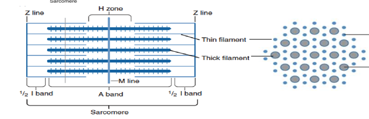 Diagram of a Sarcomere.