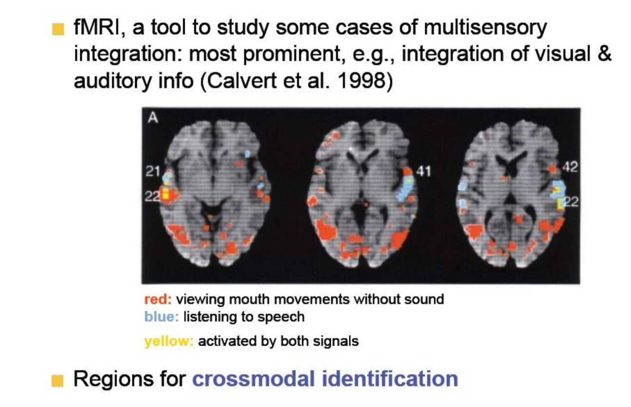 <ul><li><p>This section is showing how&nbsp;<strong>fMRI</strong>&nbsp;(a brain imaging tool) helps scientists study how&nbsp;<strong>visual and auditory information are integrated</strong>&nbsp;in the brain.</p></li><li><p><strong>Red</strong>&nbsp;= Brain regions activated when people&nbsp;<strong>view silent mouth movements</strong>&nbsp;(visual only).</p><ul><li><p>LOC</p></li><li><p>FFA</p></li></ul></li><li><p><strong>Blue</strong>&nbsp;= Brain regions activated when people&nbsp;<strong>hear speech</strong>&nbsp;(auditory only)</p><ul><li><p>Auditory cortex In left hemisphere</p></li></ul></li><li><p><strong>Yellow</strong>&nbsp;= Brain regions activated by&nbsp;<strong>both</strong>—<strong>where visual and auditory info come together</strong>&nbsp;=&nbsp;<strong>multisensory integration</strong>.</p></li><li><p><strong>These yellow areas are key for crossmodal identification</strong>, which means:</p><ul><li><p>Recognizing something (like speech) by combining&nbsp;information from multiple senses&nbsp;(e.g., lip movements + sound).</p></li></ul></li></ul><p></p>