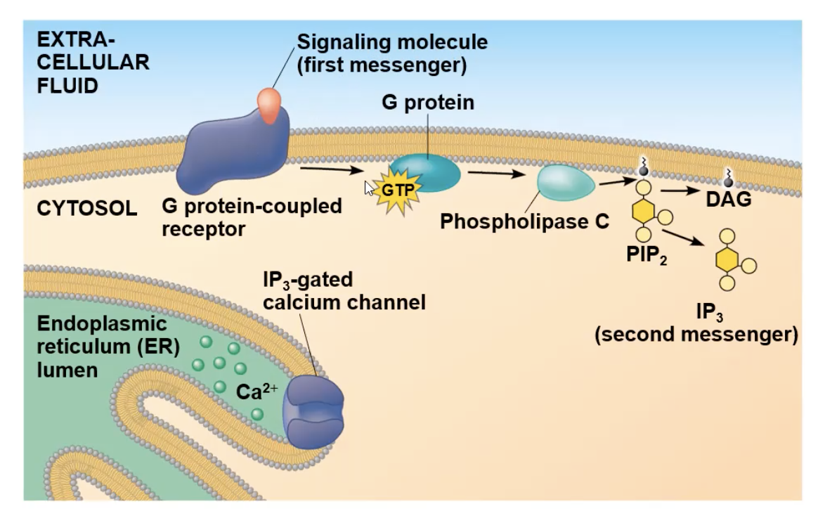 <p>many pathways use calcium instead of cAMP or in addition to cAMP, as a secondary messenger</p><ul><li><p>Ca+ is small, water-soluble, and freely diffusible, making it a good second messenger</p></li><li><p>There is a low concentration of it in the cytosol because Ca+ gets pumped out of the cell, as well as pumped inside storage organelles like the mitochondria or ER</p></li><li><p>When Ca+ concentration DOES rise in cytosol, any protein dependent on calcium concentration can become activated</p></li><li><p>Protein Kinase C is a protein responsive to calcium concentration</p></li></ul><p></p>