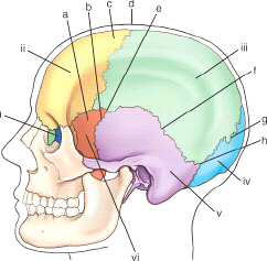 <p>which bony structure is labeled v </p>