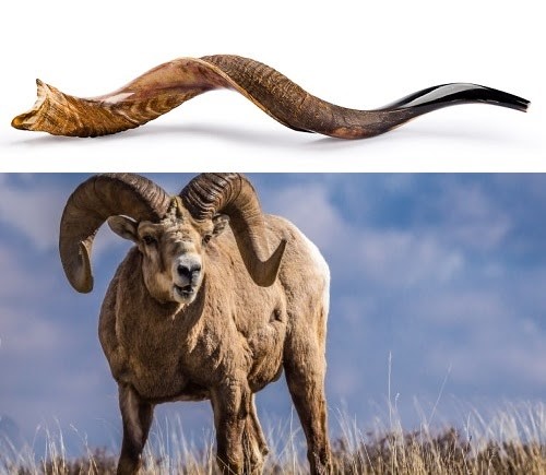 <p>鬼の角が生えてきた</p><p><em>The demon's horn started to grow.</em></p><p><em>Word for “Horn”</em></p>