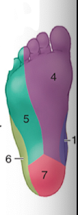 <p>what nerve innervates each space </p>