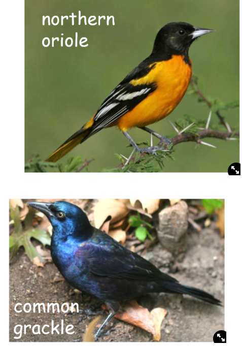 <ul><li><p>rejection is <strong>costly</strong>:</p><ul><li><p><strong>errors in rejecting</strong> so eject own egg by accident</p></li><li><p><strong>cost of ejecting eggs</strong> out of nest e.g. for every cuckoo the northern oriole rejects/ejects, they damage/eject one of their own</p></li></ul></li><li><p>there are <strong>other types of host defences</strong> <span>e.g. common grackles use nest defence rather than egg rejection</span></p></li></ul>