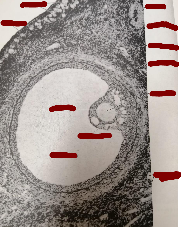 <p>Mature cat ovary, section through graafian follicle </p>