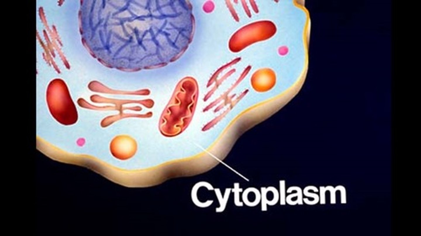 <p>Vitamin E = Plasma membranes</p><p>Vitamin C = Cytosol the fluid part of cytoplasm</p>