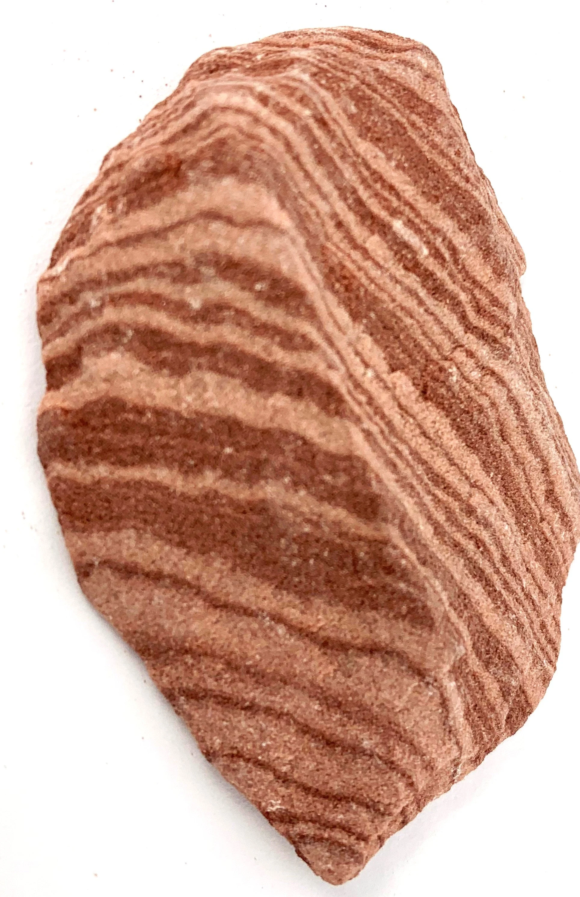 <p>Sedimentary Rock</p>