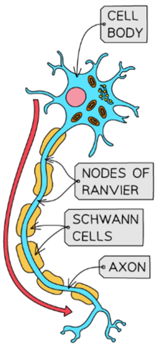 <p>- A large cell body at one end that lies within the spinal cord or brain</p><p>- A nucleus that is always in its cell body</p><p>- Many highly-branched dendrites extending from the cell body, providing a large surface area for the axon terminals of other neurons</p>