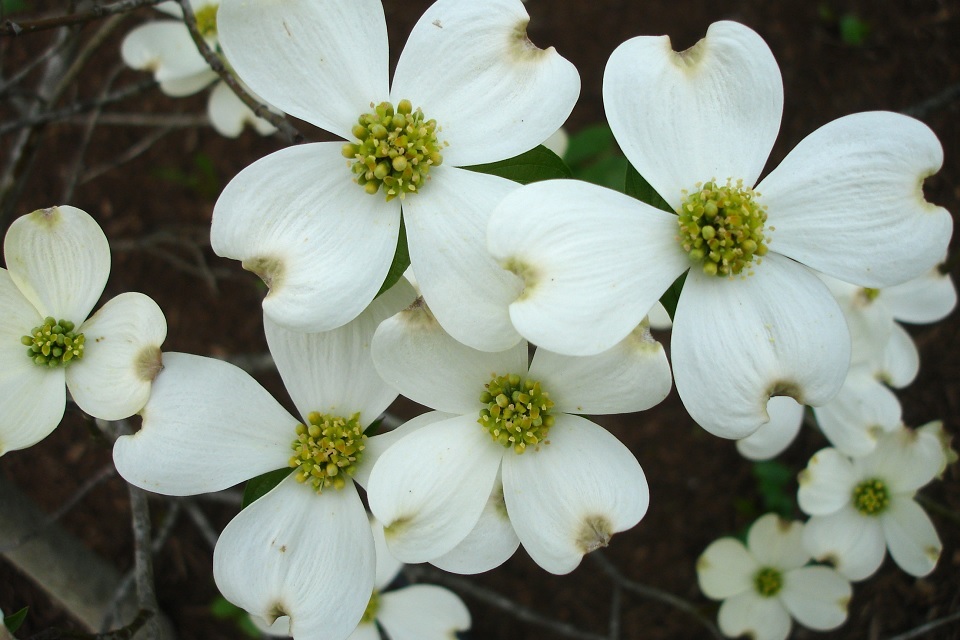 <p>What is this plant?</p>