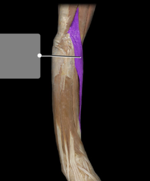 <p>action of brachioradialis</p>