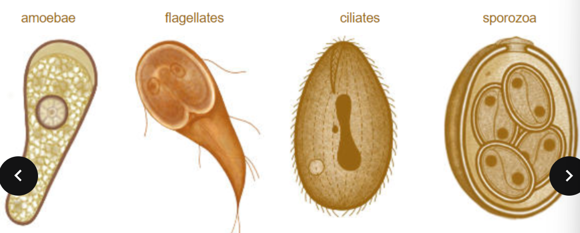 <p>Four subdivisions according to methods of locomotion</p><ul><li><p>Amoebae (creep/crawl over solid substrates)</p></li><li><p>Flagellates (use elongated flagella which undulate to propel the cell through liquid)</p></li><li><p>Ciliates (Use numerous cilia to undulate in synchronised waves— swimming thru fluids)</p></li><li><p>Sporozoans (form non-motile spores as transmission stages) - parasites.</p></li></ul><p></p>