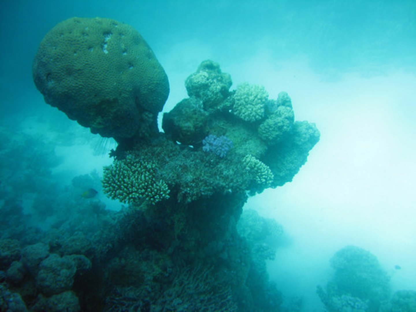 <p>individual coral animals: polyps occupy little cups, or corallites, in the larger skeleton that forms the reef</p>