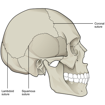 <ul><li><p>The skull posterior to the coronal suture is derived from mesoderm</p></li><li><p>The bones anterior to this suture are derived from ectomesenchyme from neural crest</p></li></ul>