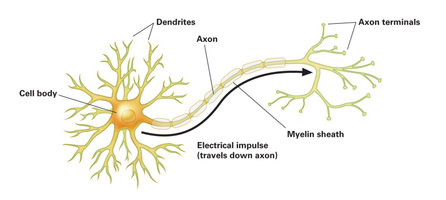 <p>Know labeling of neuron</p>