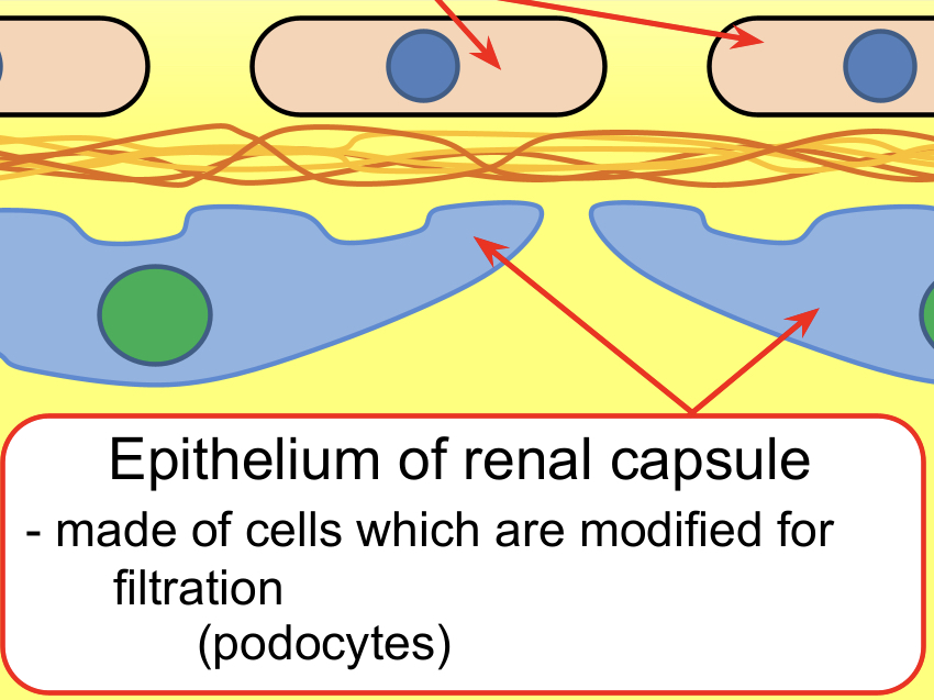 <p>Squamous epithelial cell layer of the Bowman’s capsule (podocytes) – Podocytes have extensions, called pedicels, which wrap around a capillary, pulling it closer to the basement membrane.</p><p>The gaps between the pedicels are called filtration slits.</p>