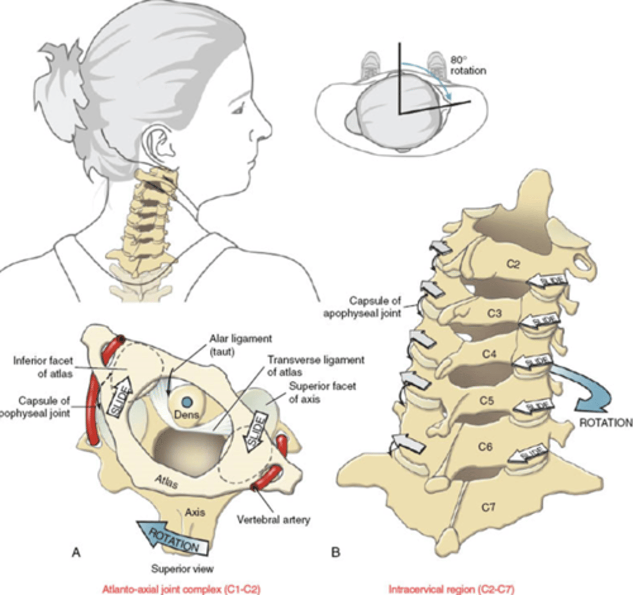 <p>70-80° TOTAL (each direction) </p><p>35-40 from AA BEFORE rest = Type I coupling (opposite directions) </p><p>35-40 from lower c-spine = Type 2 coupling (same directions) </p>