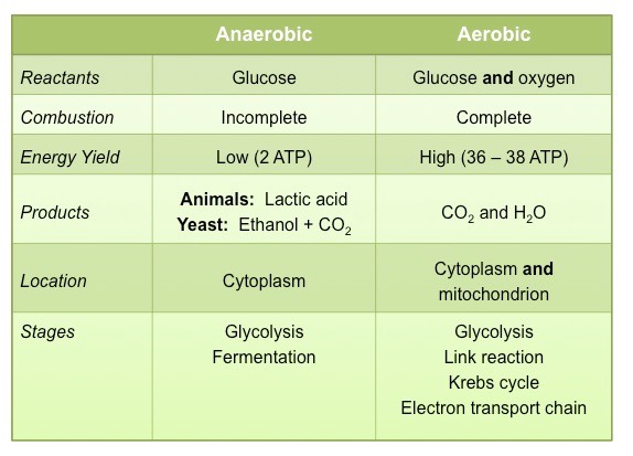 <p>ATP yield differences in fermentation: anaerobic vs. aerobic.</p>
