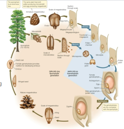 <ul><li><p>micro and mega sporocytes undergo meiosis to produce haploid gametes</p></li><li><p>Archegonium has sticky pollen to trap micropyle to pollinate</p></li><li><p>pollen tube grows toward gametophyte</p></li><li><p>one sperm nuclei fertilizes egg → embryo→seed</p></li><li><p>can take 1-2 years after pollination</p></li></ul><p></p>