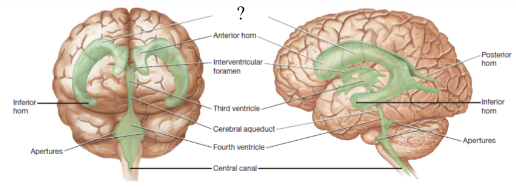 <p>aka the 1st and 2nd ventricles which form an arc with an anterior, posterior, and inferior horns and is located within the left and right cerebral hemispheres</p>