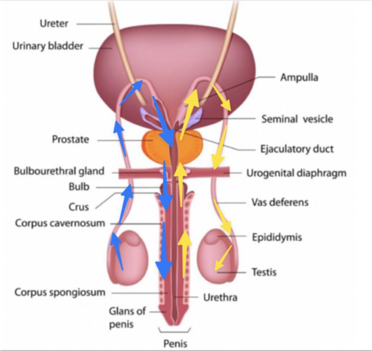<p>Which colored arrows show the correct pathway for sperm transport?</p>
