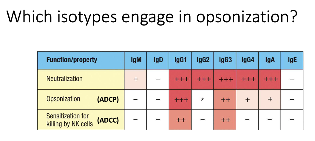 <ul><li><p class="isSelectedEnd"><span>Primarily </span><strong><span>IgG1</span></strong><span> and </span><strong><span>IgG3</span></strong><span>.</span></p></li><li><p class="isSelectedEnd"><span>These bind Fcγ receptors strongly, enabling ADCP and ADCC.</span></p></li><li><p><strong><span>IgG2</span></strong><span> and </span><strong><span>IgG4</span></strong><span> bind FcγRs poorly → weak opsonizing ability.</span></p></li></ul><p></p>