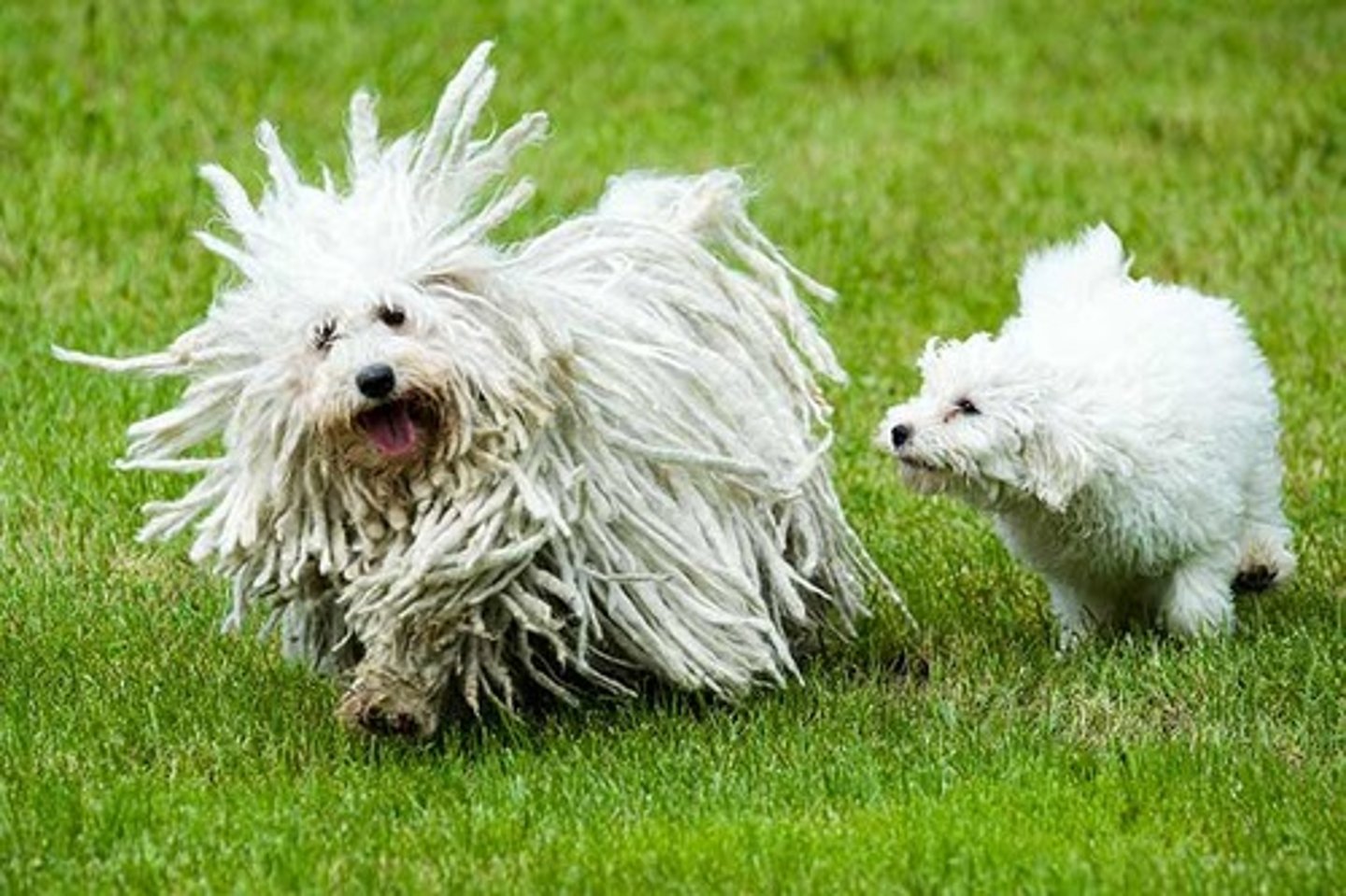 <p>Loyal, Smart, Home-Loving</p><p>AKC Breed Popularity: Ranks 159 of 194</p><p>Height: 17 inches (male), 16 inches (female)</p><p>Weight: 25-35 pounds</p><p>Life Expectancy: 10-15 years</p><p>Group: Herding Group</p><p>come in black too</p>