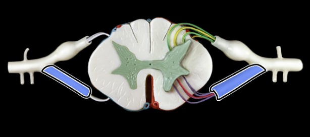 <p>What structure is shown?</p>
