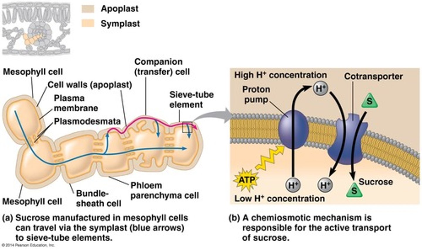 <p>1. Proton pump: pumps H+ from companion cell into source cell to create electrical gradient<br>2. Cotransporter: Due to high electrical potenial in source cell H+ moves out through a cotransporter, sucrose uses this to move against it's concentration into companion cell.</p>