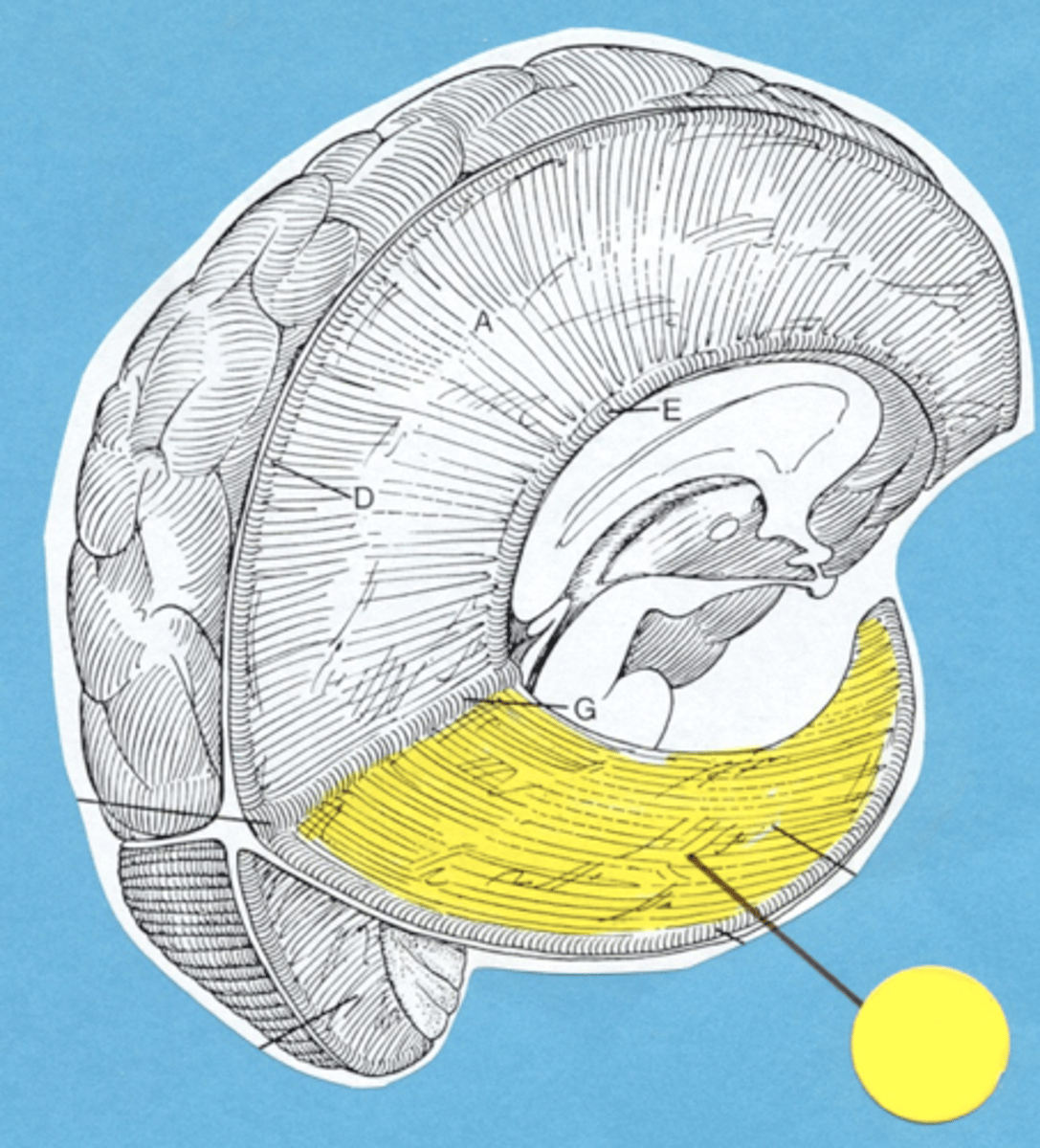<p>Between the cerebrum and cerebellum</p>