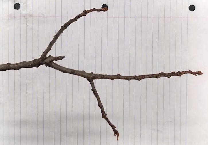 <p>cluster of buds at terminal, pointed 1/8-1/4”, shiny reddish brown, smaller and angled buds; shiny reddish brown, hairy when young</p>