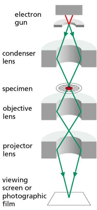 Instrument that illuminates a specimen using beams of electrons to reveal and magnify the structures of very small objects, such as organelles and large molecules.