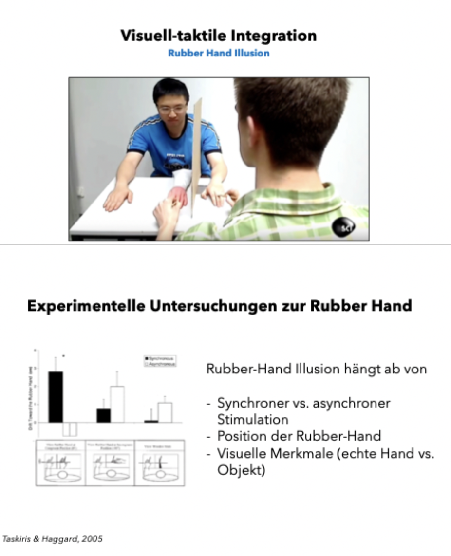 <p class=""><strong>Kurzfassung:</strong><br>Die <strong>Rubber-Hand-Illusion</strong> zeigt, dass das Gehirn durch <strong>synchrones visuelles und taktiles Feedback</strong> die <strong>Ownership über eine Gummihand</strong> entwickeln kann – ein Beleg für die <strong>Plastizität des Körperschemas</strong>.</p><div data-type="horizontalRule"><hr></div><p class=""><strong>Langfassung:</strong></p><ul><li><p class=""><strong>Ablauf der Illusion:</strong></p><ul><li><p class="">Eine <strong>Gummihand wird sichtbar</strong> platziert, während die echte Hand <strong>verdeckt</strong> ist</p></li><li><p class=""><strong>Beide Hände werden synchron berührt</strong> – diese zeitliche Übereinstimmung führt dazu, dass das Gehirn <strong>die Gummihand als Teil des eigenen Körpers</strong> interpretiert</p></li></ul></li></ul><p class=""></p><ul><li><p class=""><strong>Einflussfaktoren:</strong></p><ul><li><p class=""><strong>Synchronität der Berührung</strong> ist entscheidend: bei asynchronem Tapping tritt die Illusion deutlich seltener oder gar nicht auf</p></li><li><p class=""><strong>Realismus und Position:</strong> je realistischer die Gummihand aussieht und je anatomisch passender sie liegt, desto stärker ist der Effekt</p></li><li><p class=""><strong>Unpassende Reize</strong> (z. B. ein Holzstab) erzeugen <strong>keine Ownership</strong></p></li></ul></li></ul><p class=""></p><ul><li><p class=""><strong>Erweiterung:</strong></p><ul><li><p class=""><strong>Ganzkörperversionen</strong> der Illusion können ein Gefühl hervorrufen, <strong>außerhalb des eigenen Körpers zu stehen</strong> („Out-of-Body Experience“)</p></li></ul></li></ul><p class=""></p><ul><li><p class=""><strong>Bedeutung:</strong></p><ul><li><p class="">Die Illusion demonstriert die <strong>Plastizität des Körperschemas</strong></p></li><li><p class="">Sie belegt, dass <strong>Körperzugehörigkeit durch multisensorische Integration</strong> aktiv konstruiert wird – <strong>nicht durch festen inneren Körperplan</strong></p></li></ul></li></ul><p></p>
