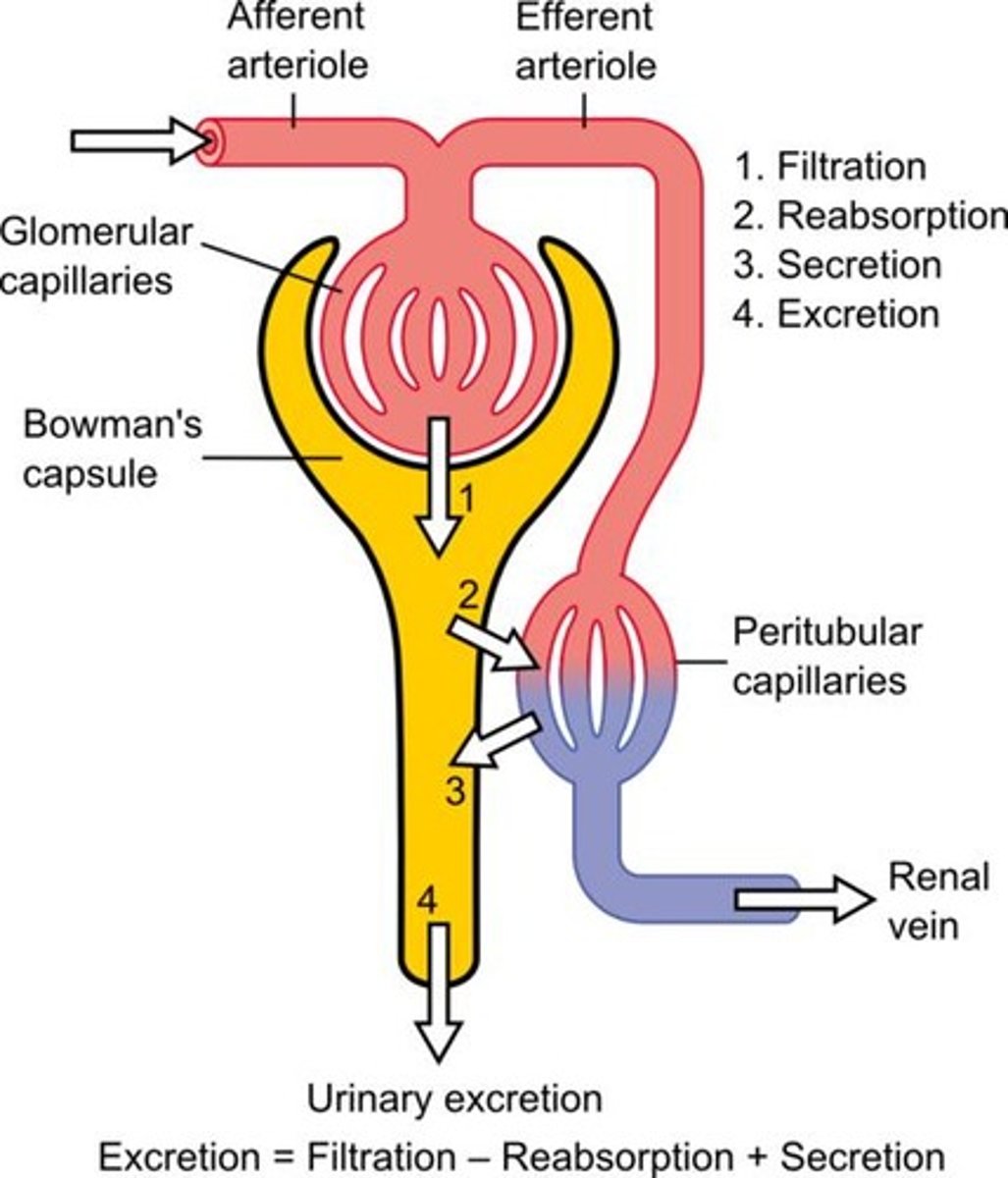 <p>Movement of plasma and solutes into nephron</p>