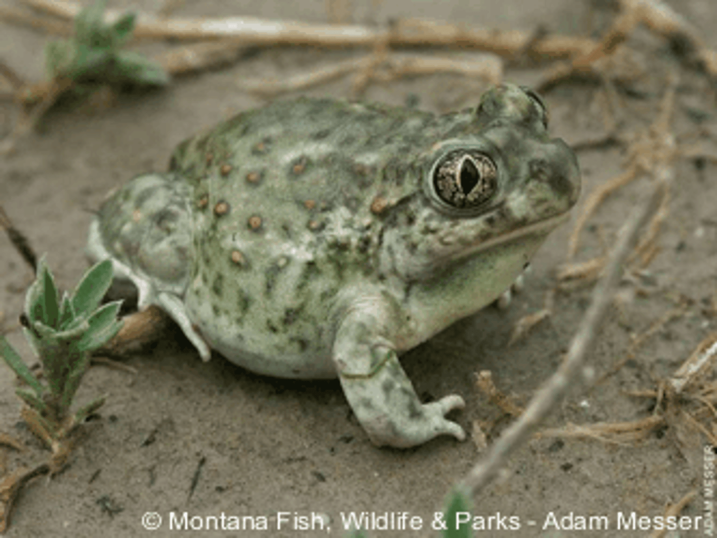 <p>avoid effects of drought through a period of dormancy (physiological inactivity)</p><p>--------------------</p><p>EX:</p><p>- spadefoot toads in the desert (SW)</p>