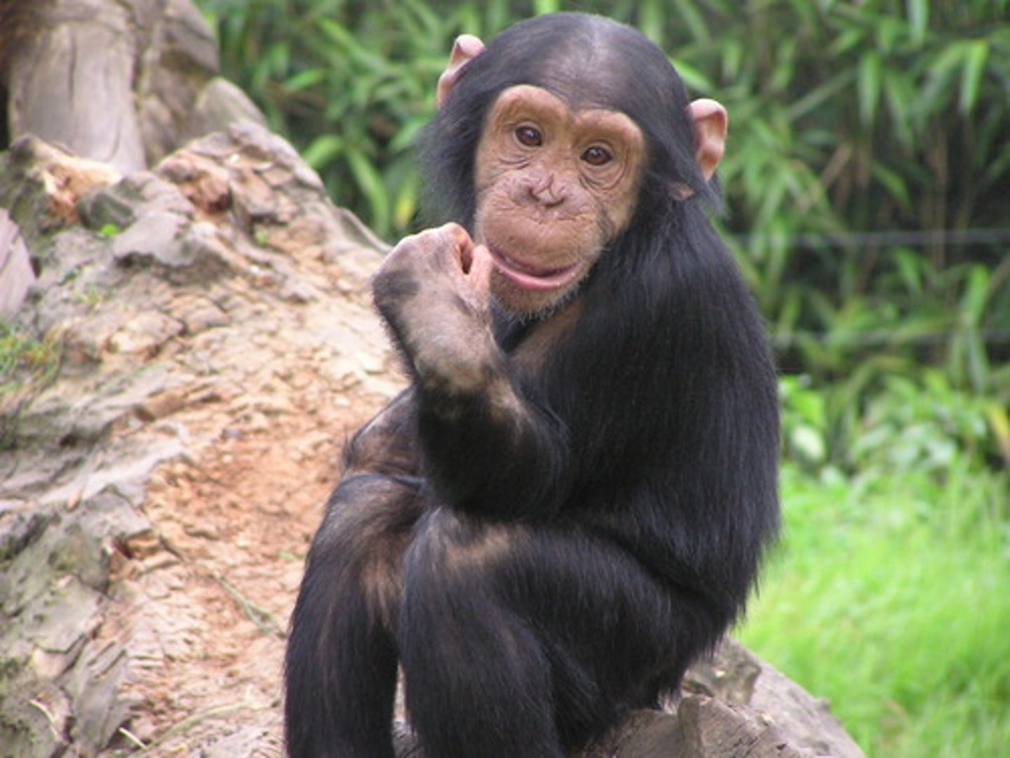<p>-chimps, bonobos, humans<br>-Tribe: Panini<br>-2 types of chimps <br>common pygmy (bonobos) chimps<br>-Fision-fusion society (a social organization where the composition and size of groups change over time as animals move through their environment. This is characterized by groups merging (fusion) or splitting (fission).<br><br>form large multimale-multifemale communities<br>-Frugivores (Fruit eaters) (primarily) but do hunt <br>-only primate that routinely uses tools <br>-bonobos have an unusual sexual behavior</p>
