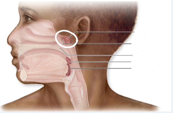<p>Adenoids; posterosuperior wall of nasopharynx</p>