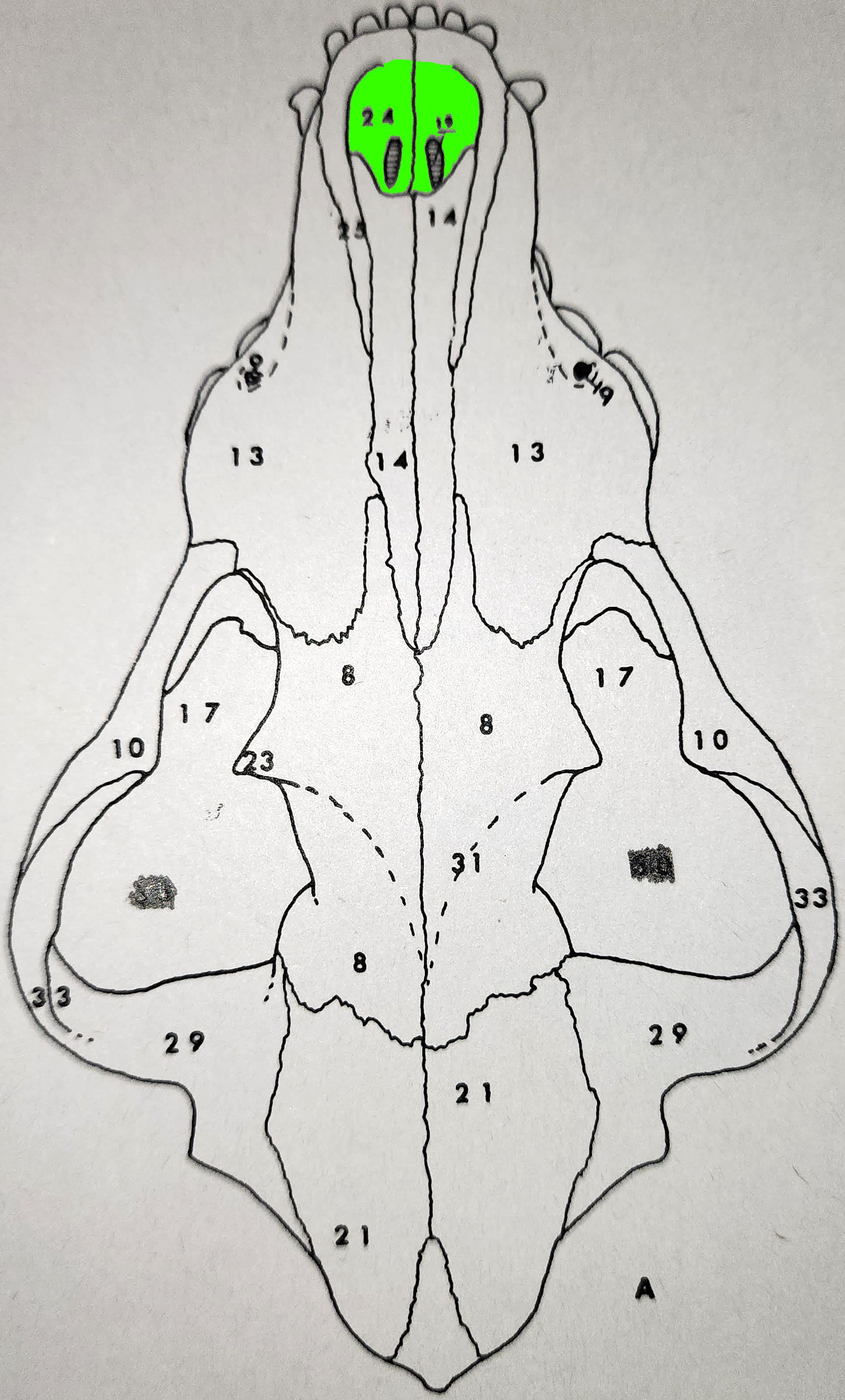 knowt flashcard image