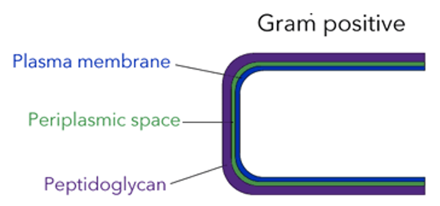 <p>plasma membrane &gt; periplasmic space &gt; peptidoglycan</p>