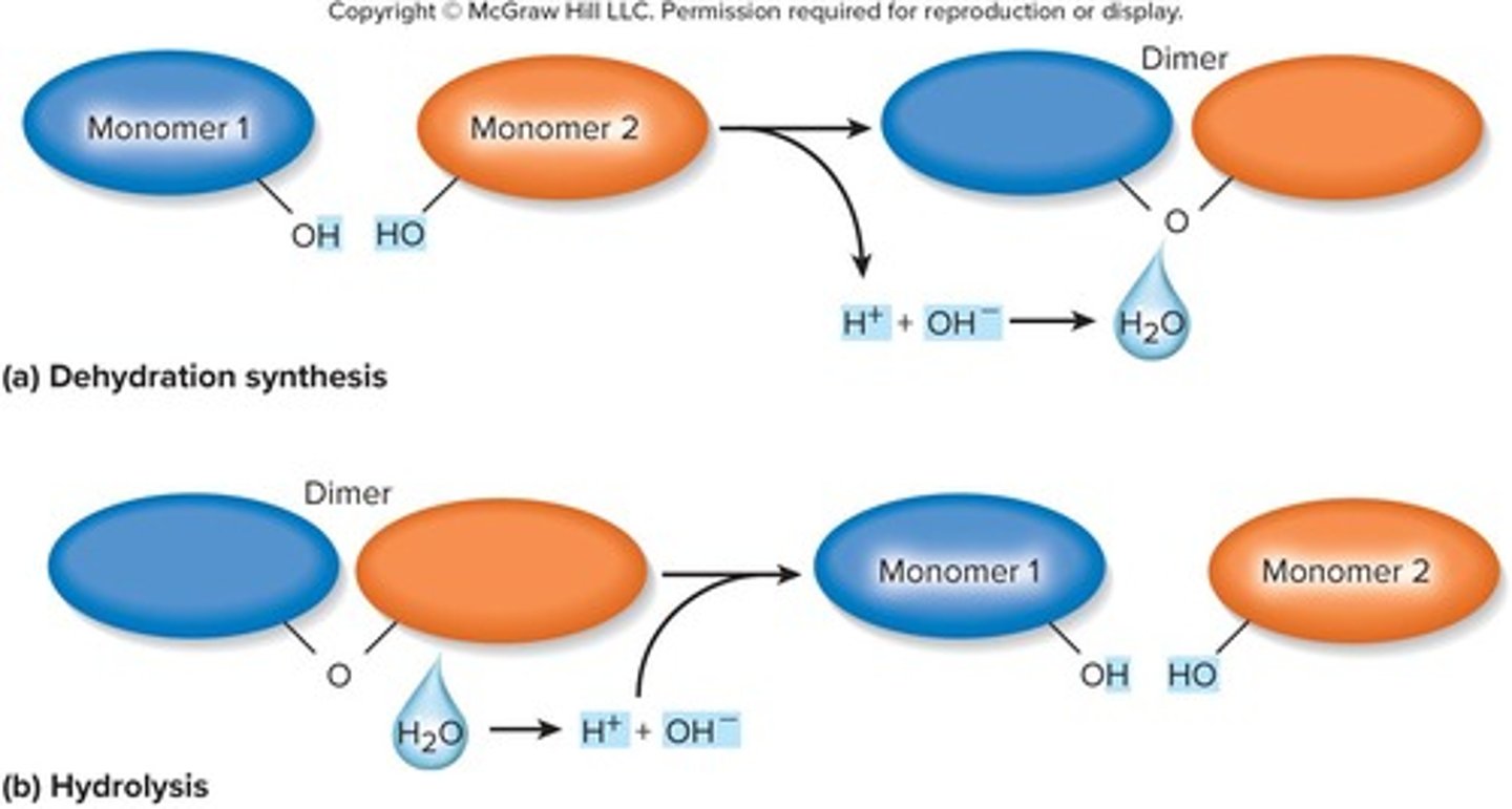 <p>The process of covalently linking monomers together by removing a hydroxyl (-OH) group from one monomer and a hydrogen (-H) from another, producing water as a by-product.</p>