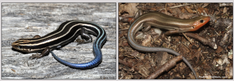 <p><em><span>Plestiodon fasciatus</span></em></p>