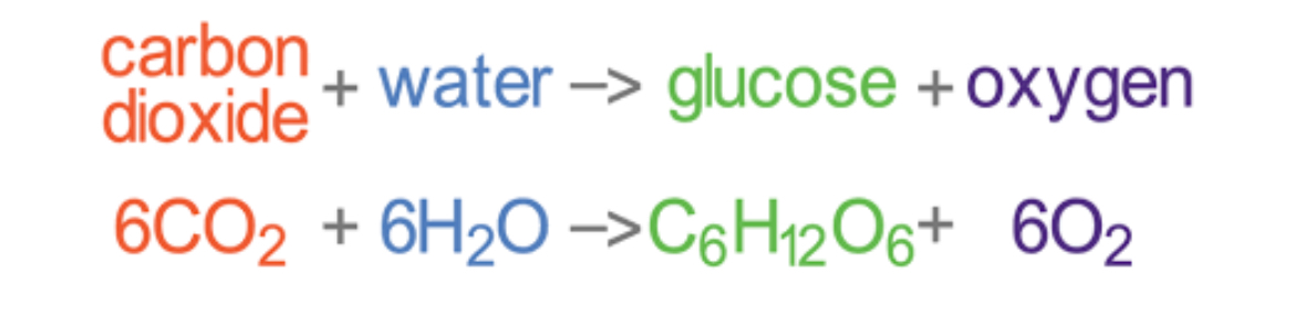 <p>carbon dioxide + water —&gt; oxygen + glucose</p>