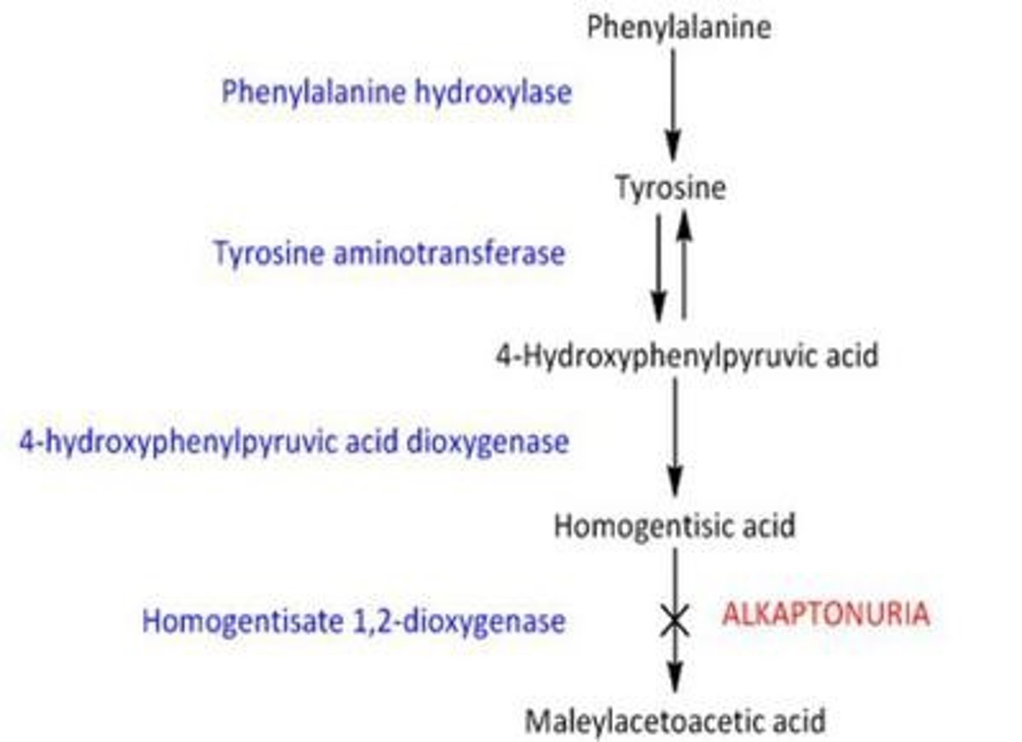 <p>The One Gene-One Polypeptide Hypothesis states that each gene codes for a specific polypeptide.</p>