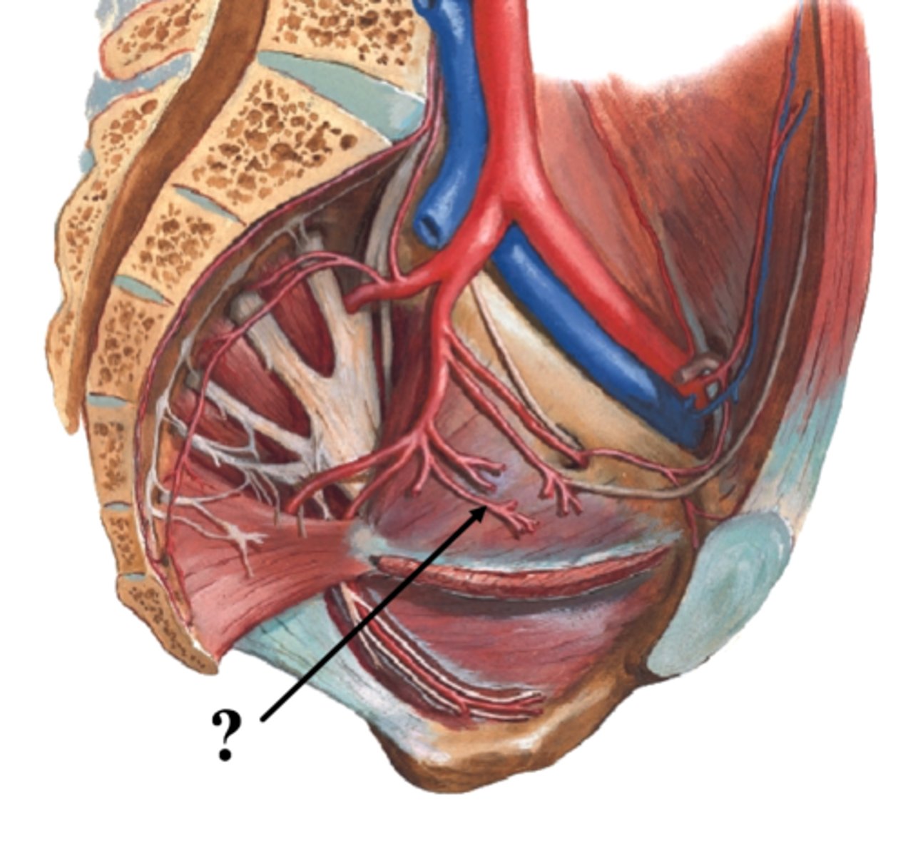 <p>What is the Inferior vesical artery (M) of the anterior division of the pelvis supply? (4)</p>