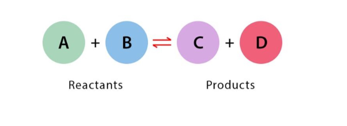 <p>Reversible Reaction</p>