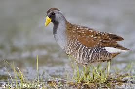 <p>secretive, strong runners, loud, freshwater marshes, omnivores, monogamous</p>