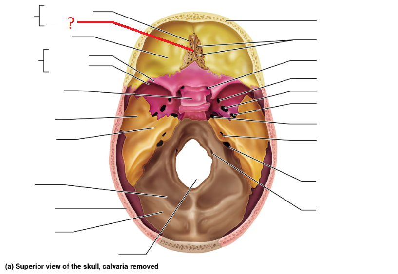 <p>attaches to dura mater; helps secure brain within skull</p>