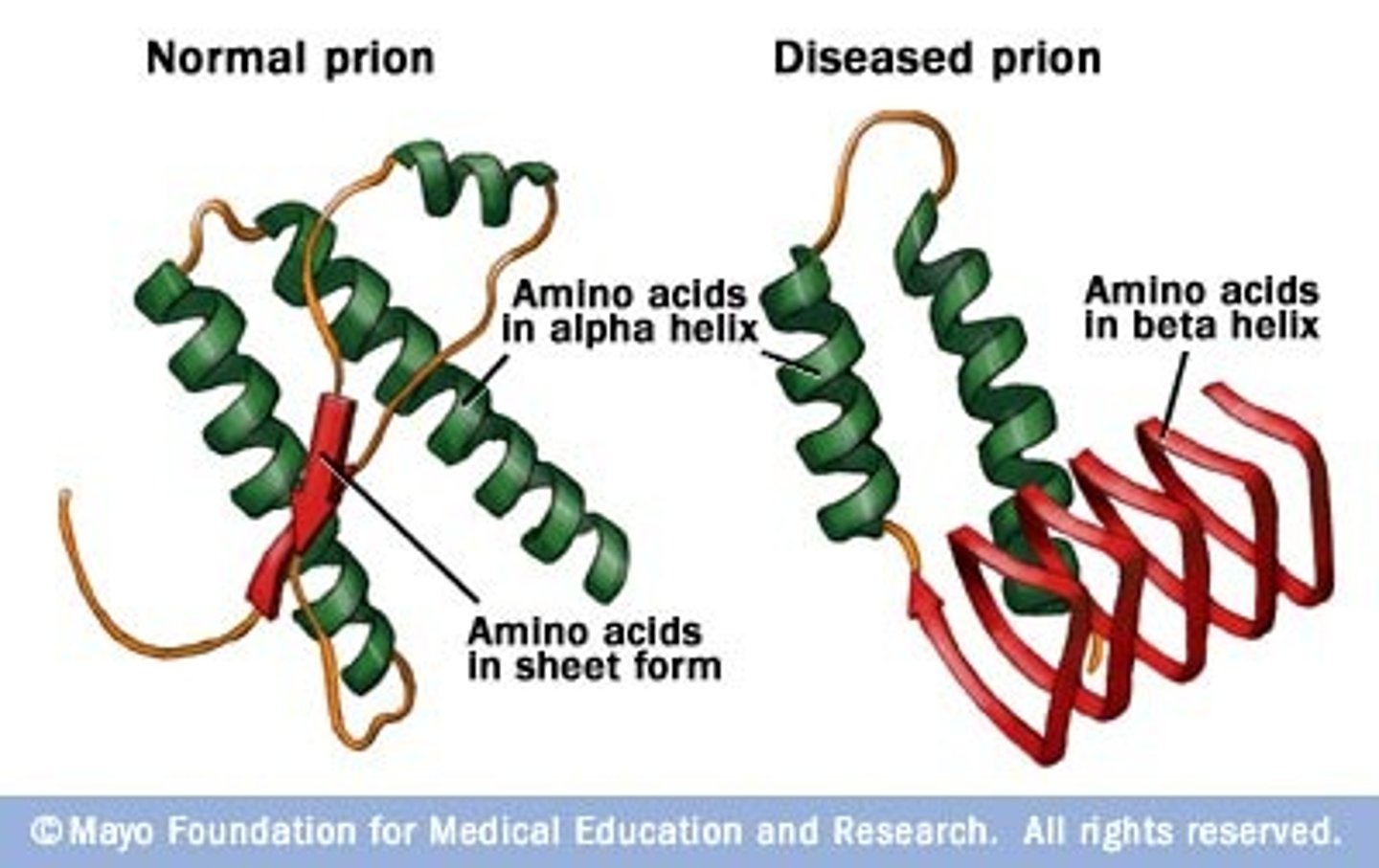 <p>Infectious proteins that are nonliving things. Cause disease via misfolding other proteins, usually causing the change from an alpha helical structure to a beta helical structure. Protein aggregates form and cell function is reduced. Mad cow disease!!</p>