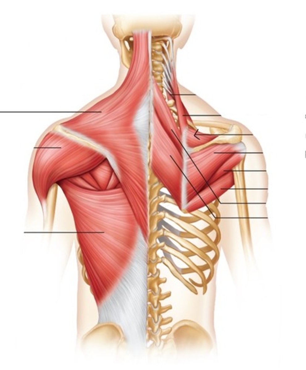<p>What muscle is this?</p>