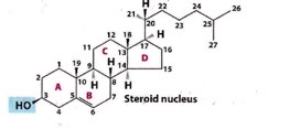 <p>Identify this lipid nanoparticle</p>