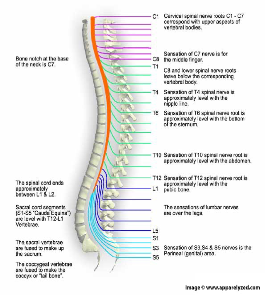 <p><span>5 pairs of lumbar nerves</span></p>